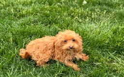 Maltipoo dogs for sale: Kristie - Image 3