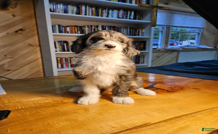 Portuguese Water Dog dogs for sale - Ad 1