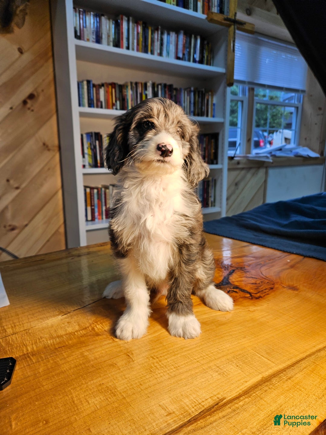 Portuguese Water Dog dogs for sale: Harry - Image 8