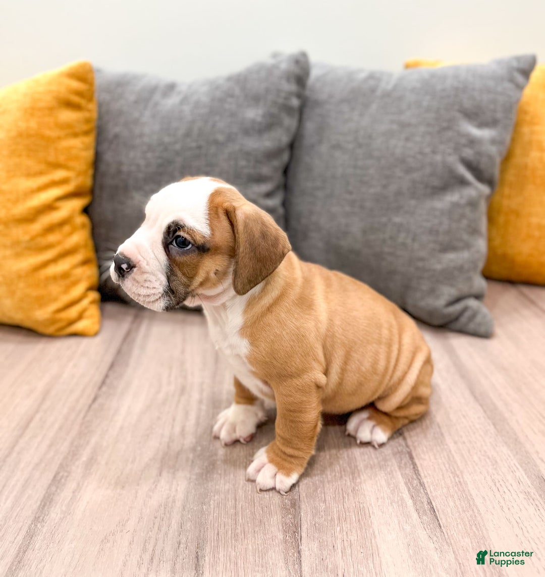 Beabull dogs for sale: Domino - Image 4