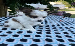 Papillon dogs for sale: Female Puppy 2 - Image 4