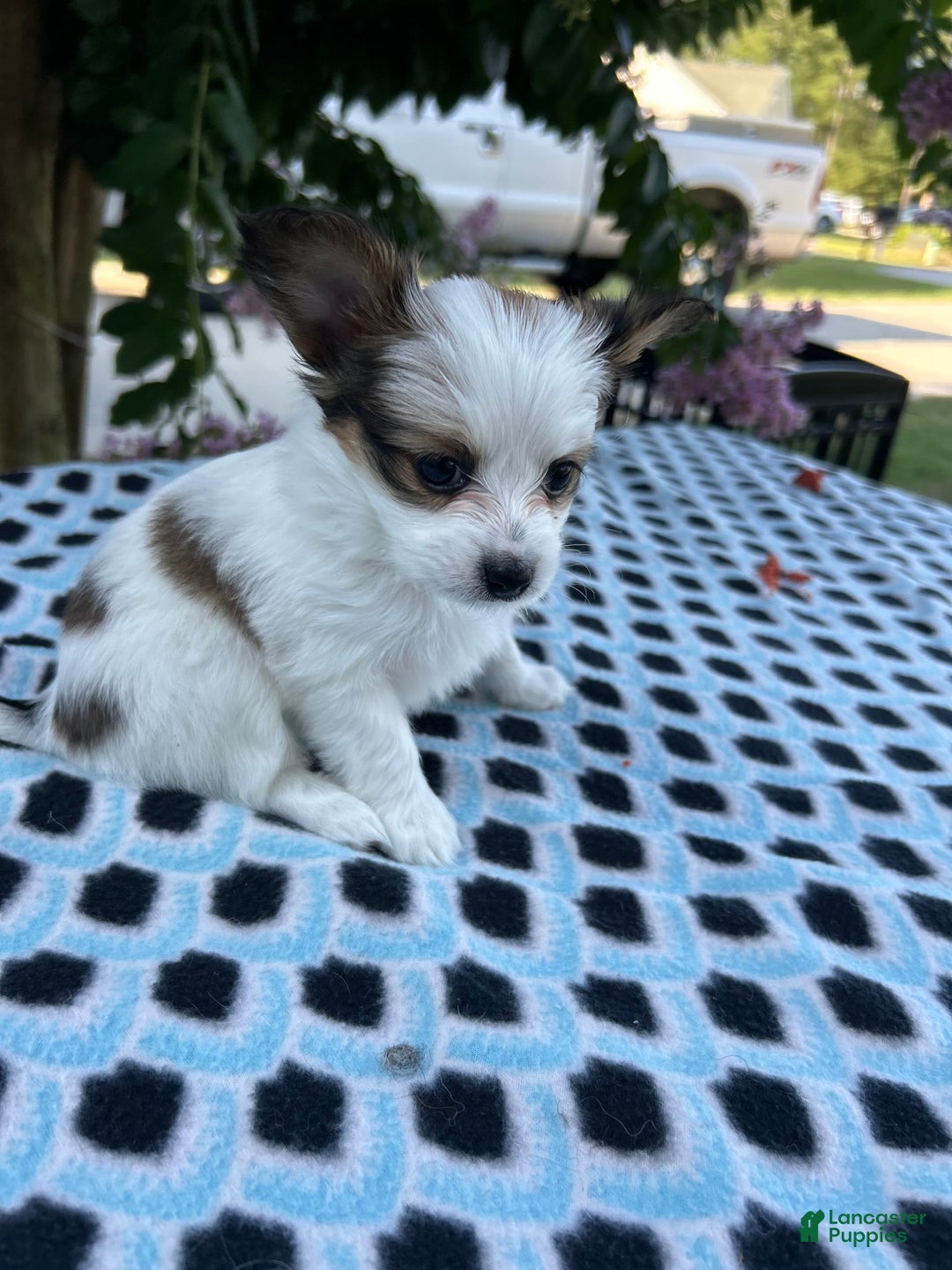 Papillon dogs for sale: Female Puppy 2 - Image 4