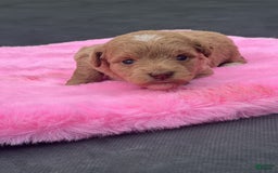 Mini Goldendoodle dogs for sale: Cooper - Image 10