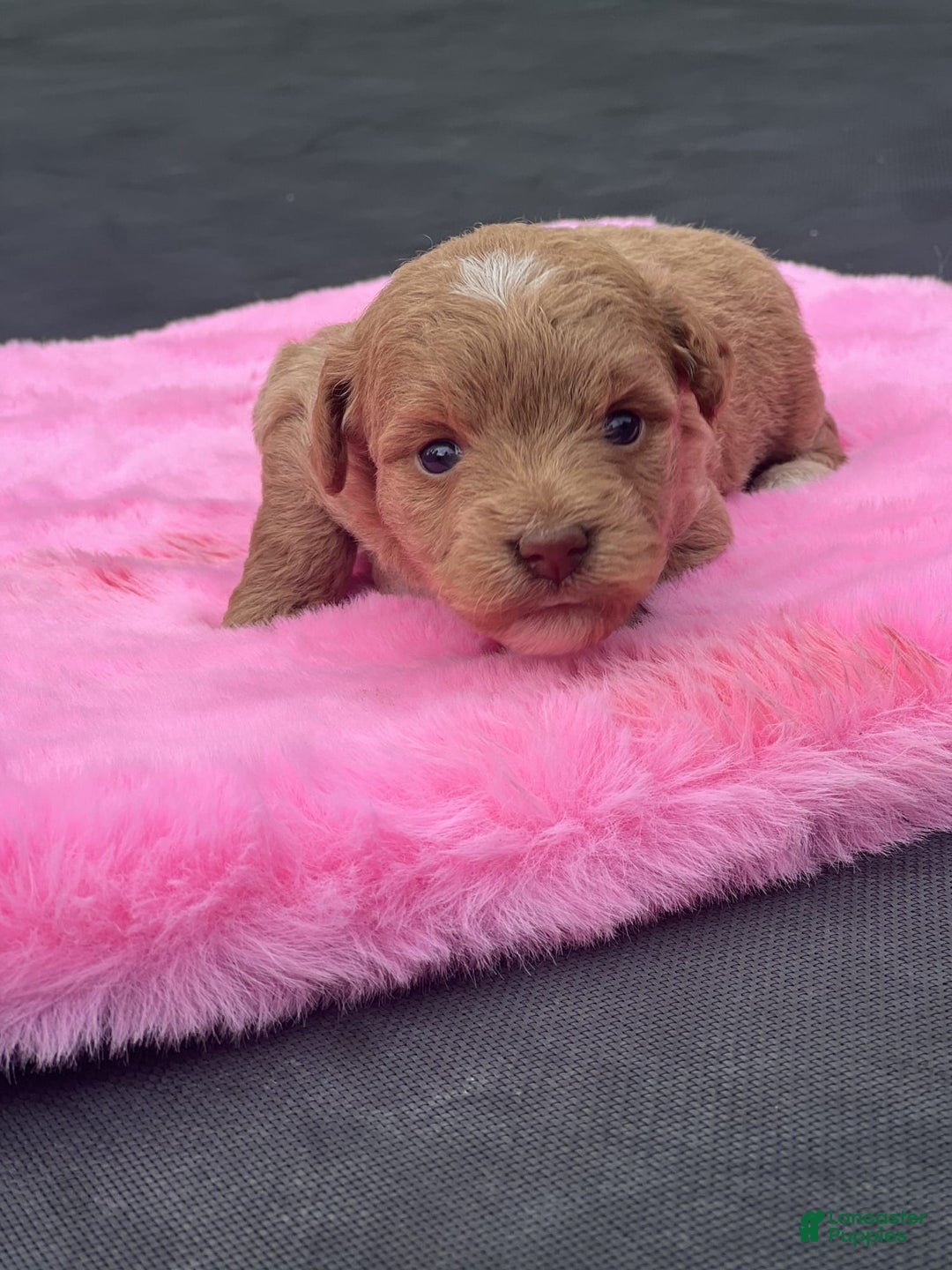 Mini Goldendoodle dogs for sale: Cooper - Image 10