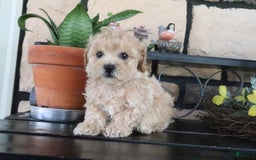 Shihpoo dogs for sale: Shih-Poo 5 puppies - Image 16