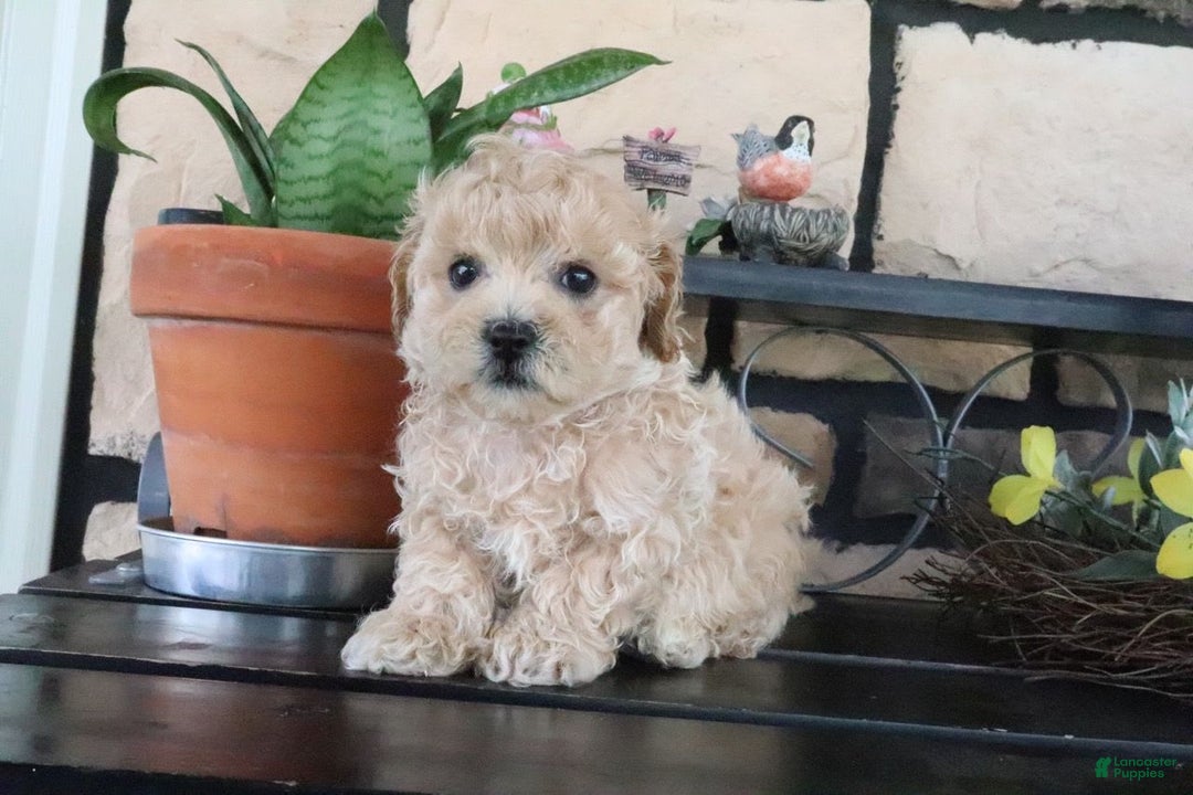 Shihpoo dogs for sale: Shih-Poo 5 puppies - Image 16