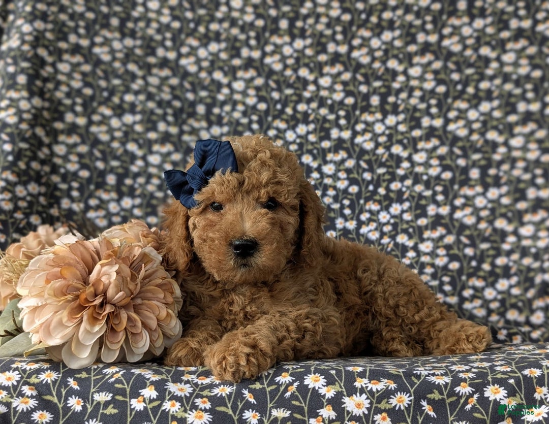  dogs for sale: Mini Goldendoodle 7 puppies - Image 15