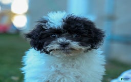 Bichpoo dogs for sale: Baby Doll - Image 15