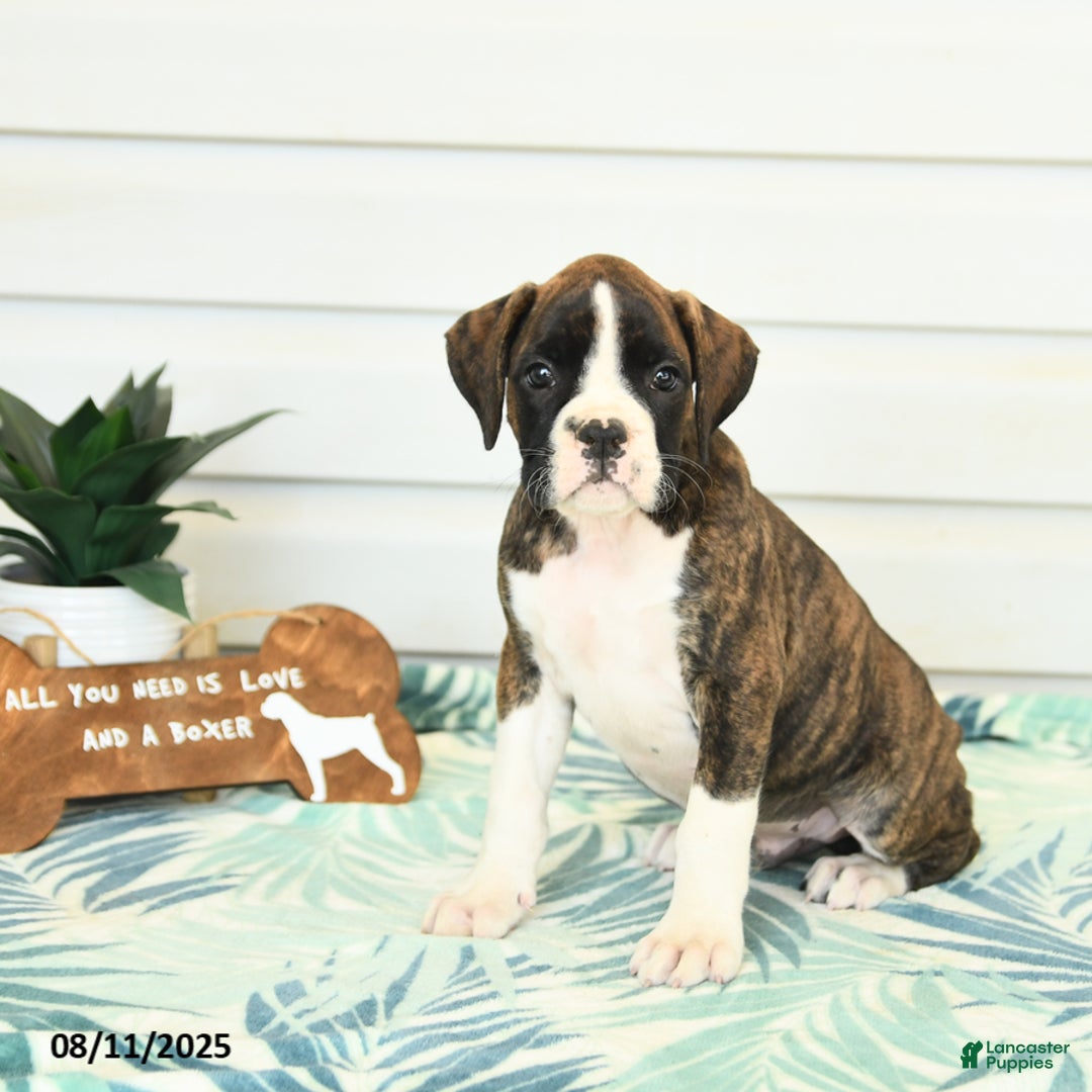 Boxer dogs for sale: Rufus - Image 1