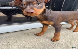 Miniature Pinscher dogs for sale: Rufus - Image 9