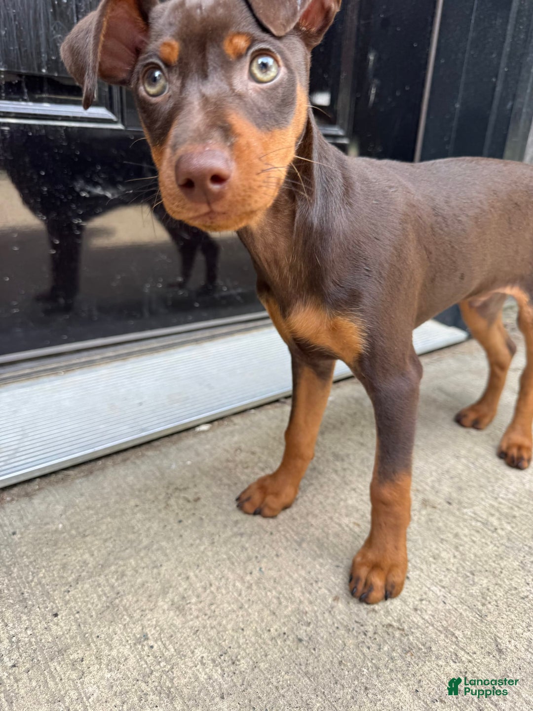 Miniature Pinscher dogs for sale: Rufus - Image 9
