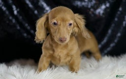 Miniature Dachshund dogs for sale: Miniature Dachshund 3 puppies - Image 4