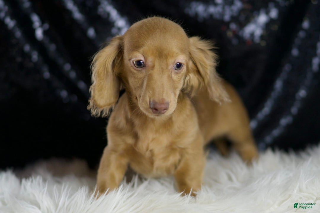 Miniature Dachshund dogs for sale: Miniature Dachshund 3 puppies - Image 4