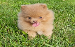 Pomeranian dogs for sale: Cinnamon - Image 2