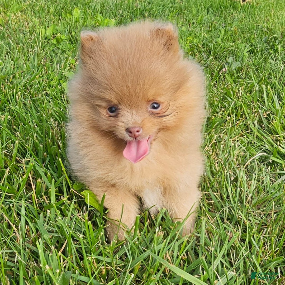 Pomeranian dogs for sale: Cinnamon - Image 2