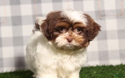 Teddy Bear dogs for sale: Rock - Image 1