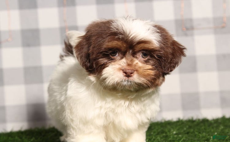Teddy Bear dogs for sale - Ad 5