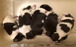 English Springer Spaniel dogs for sale: Upcoming Litter - Image 1