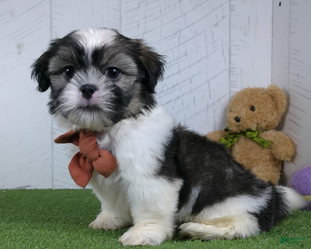 Shih Tzu dogs for sale: Sporty - Image 3