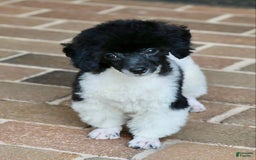 Miniature Poodle dogs for sale: Nugget - Image 12