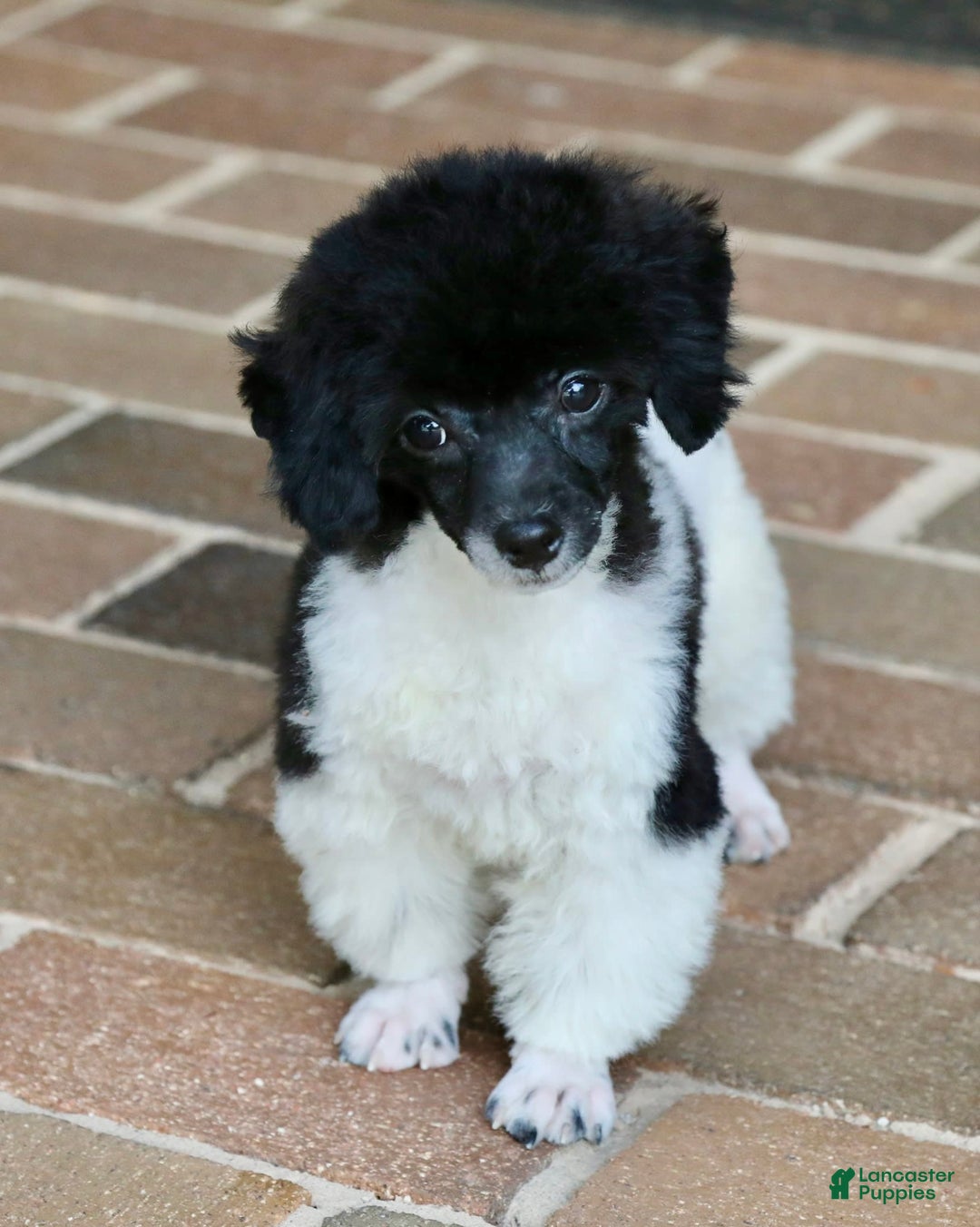 Miniature Poodle dogs for sale: Nugget - Image 12