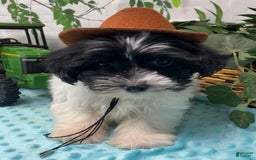 Shorkie dogs for sale: Little Milo - Image 14