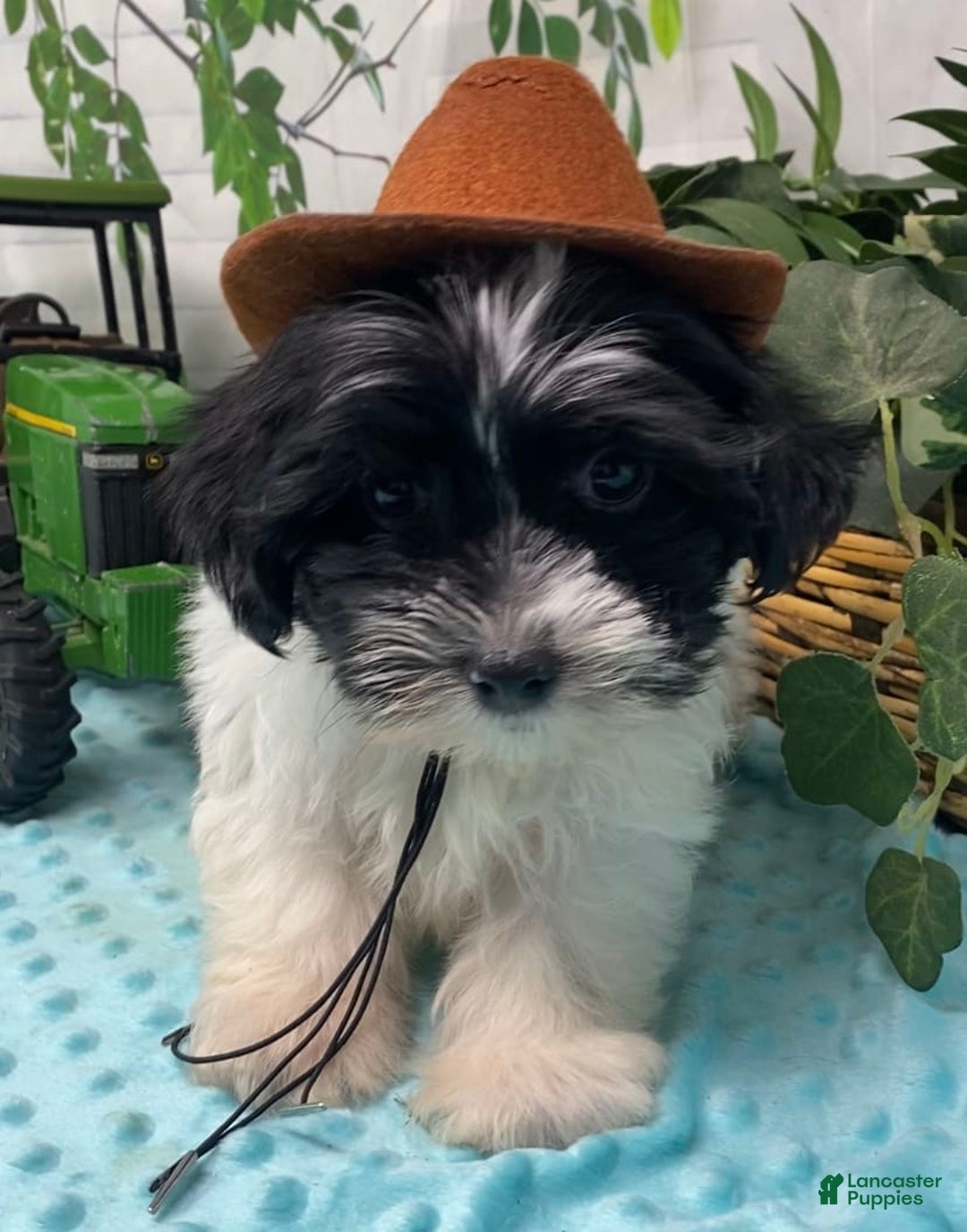 Shorkie dogs for sale: Little Milo - Image 14