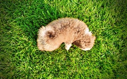 Havapoo dogs for sale: Webster - Image 14