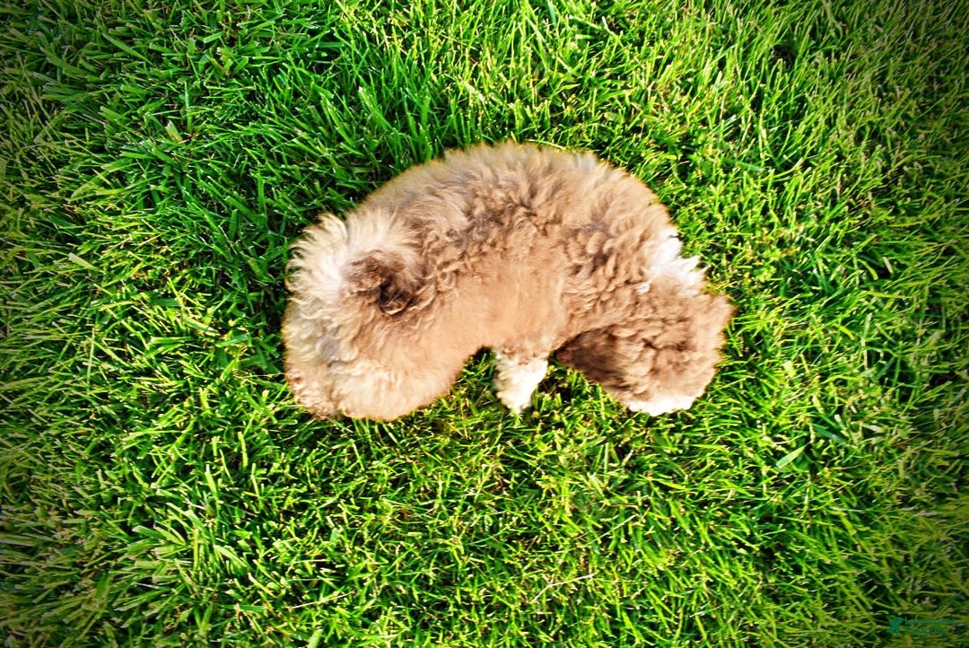 Havapoo dogs for sale: Webster - Image 14