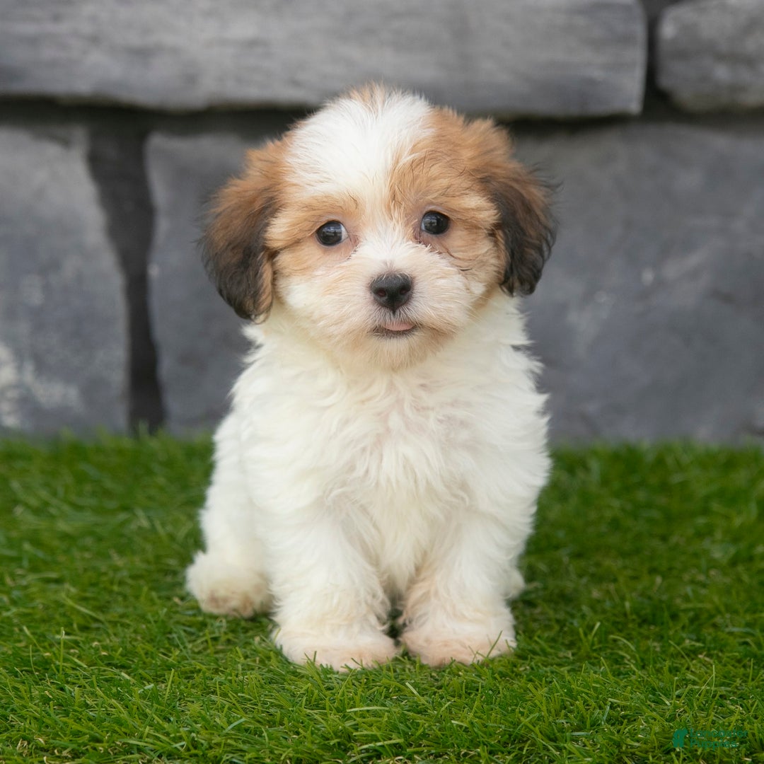 Havanese dogs for sale: Clover - Image 4