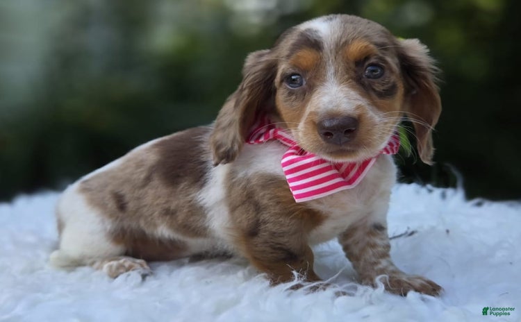 Miniature Dachshund dogs for sale - Ad 5