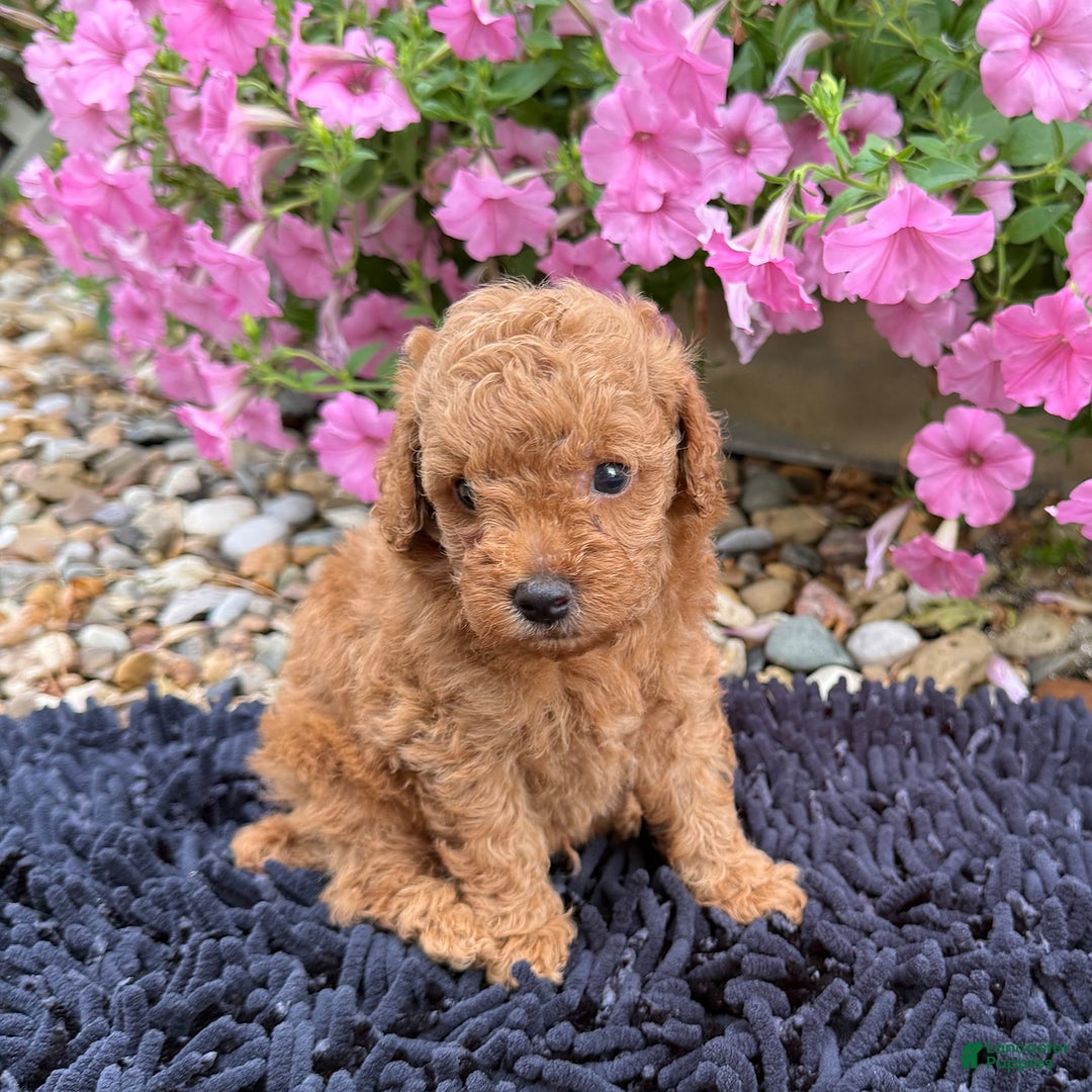Toy Poodle dogs for sale: Beau - Image 3
