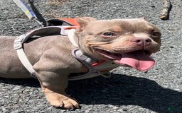 American Bully dogs for sale: Lance - Image 12