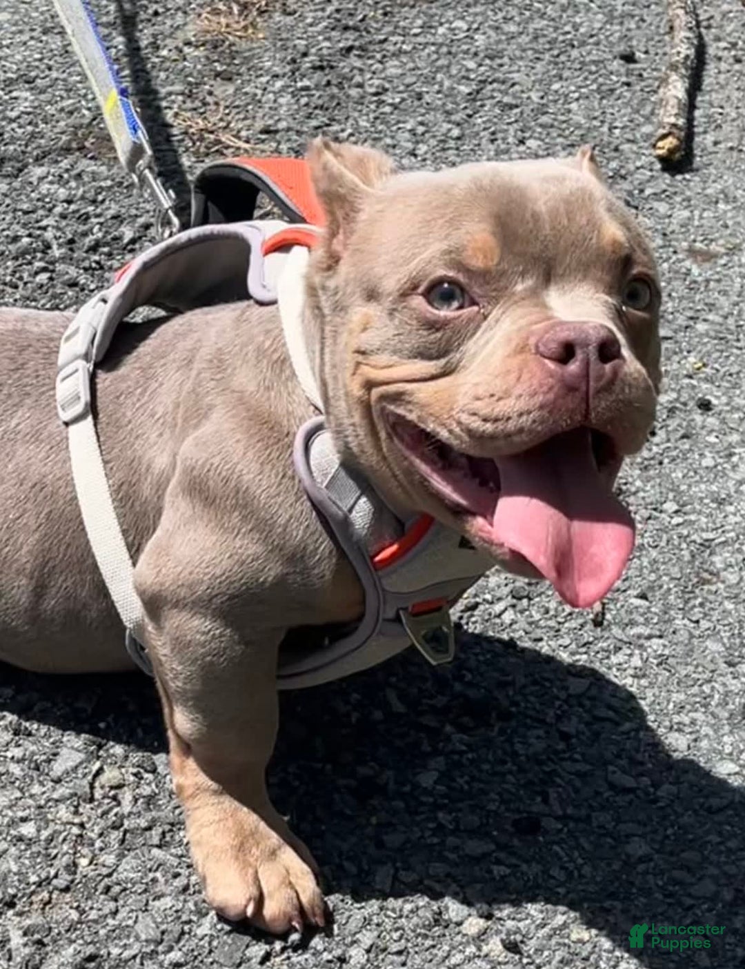 American Bully dogs for sale: Lance - Image 12