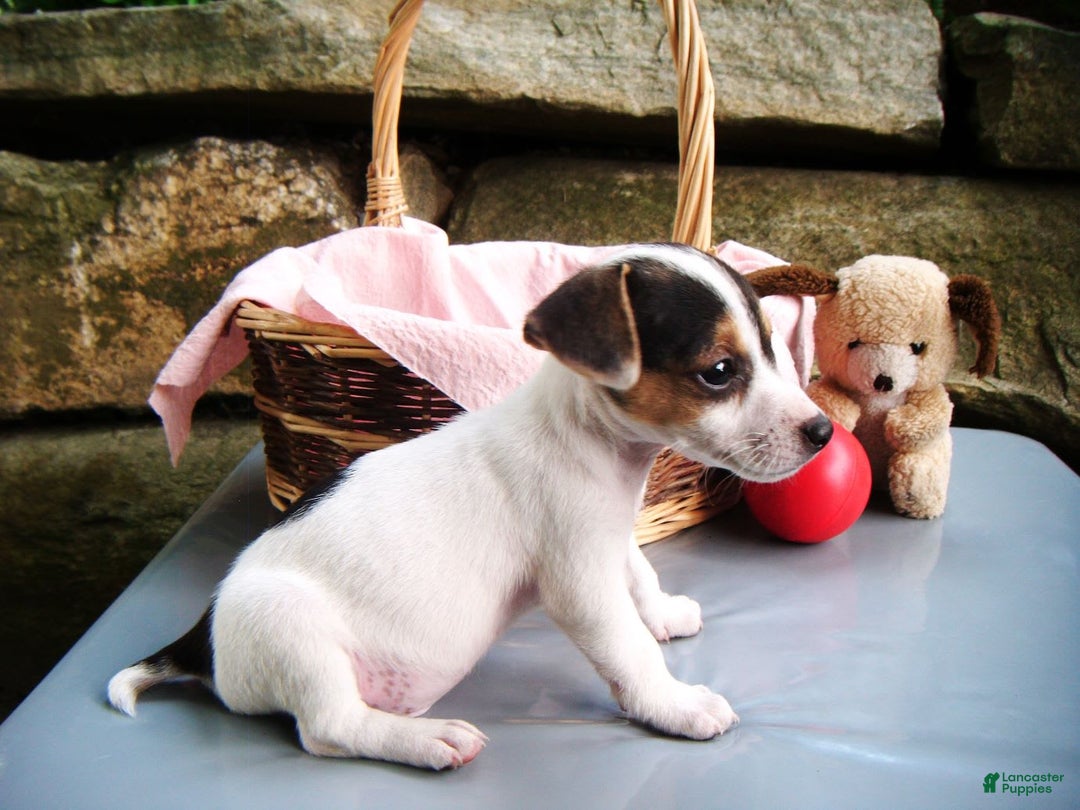 Jack Russell Terrier dogs for sale: Snickers - Image 4