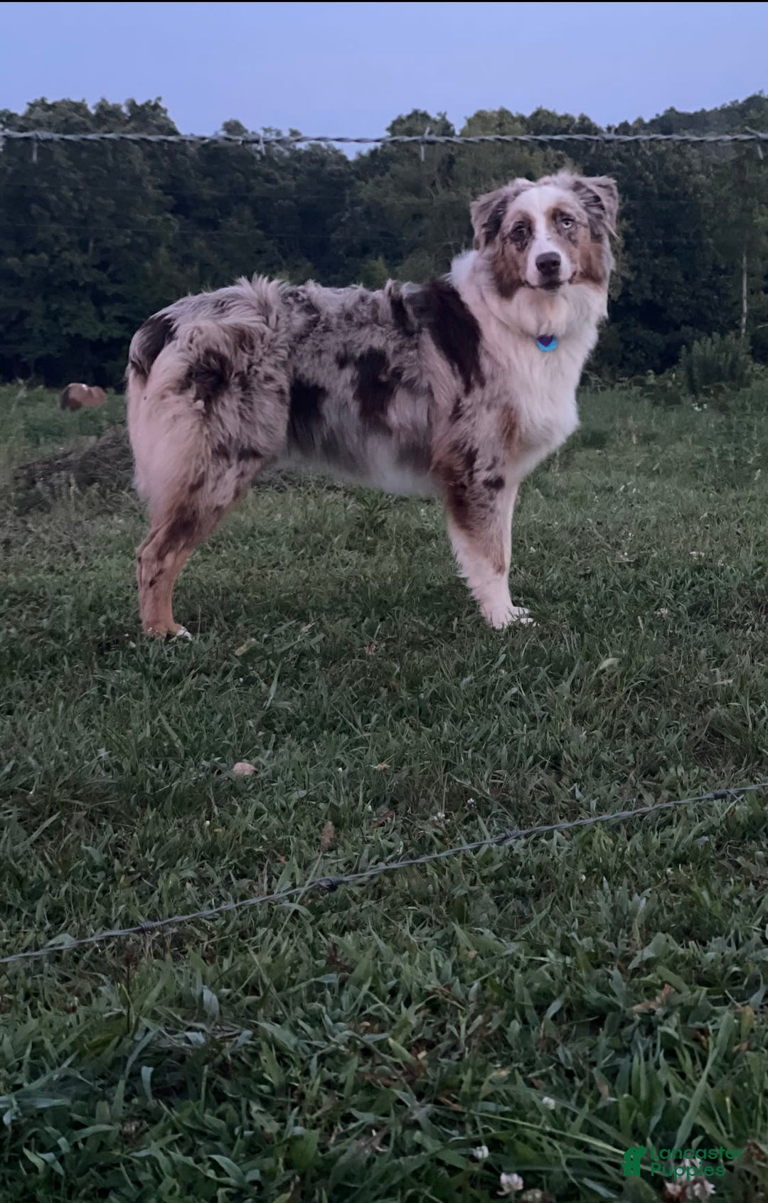 Australian Shepherd dogs for sale: Purple Collar F - Image 2