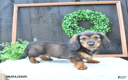 Dachshund dogs for sale: Tate - Image 4