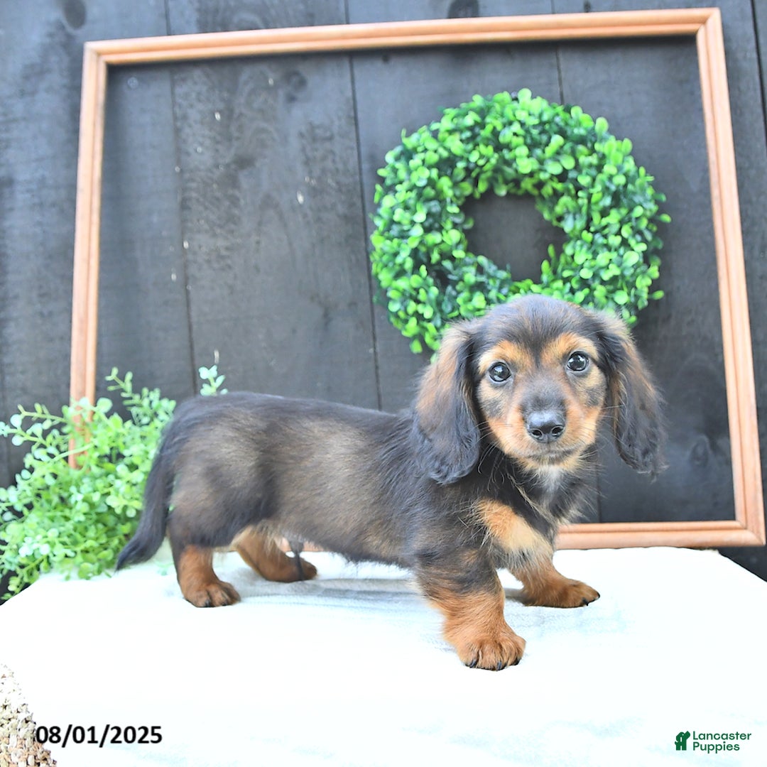 Dachshund dogs for sale: Tate - Image 4