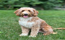 Mini Goldendoodle dogs for sale: Dallas - Image 7