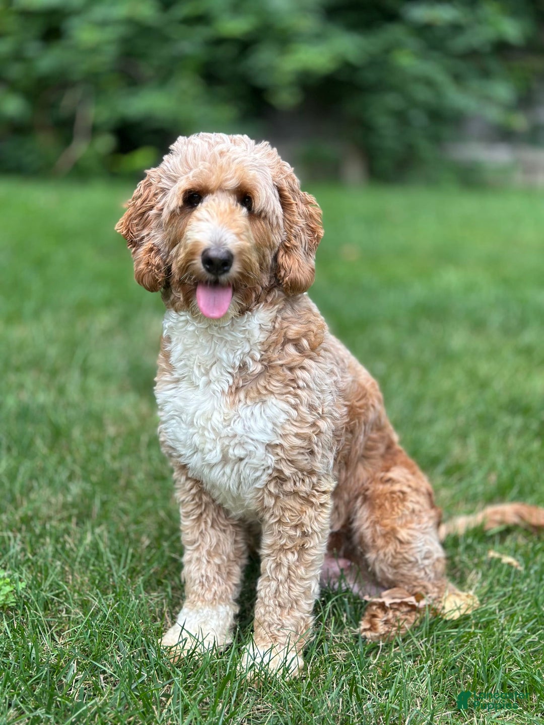 Mini Goldendoodle dogs for sale: Dallas - Image 7