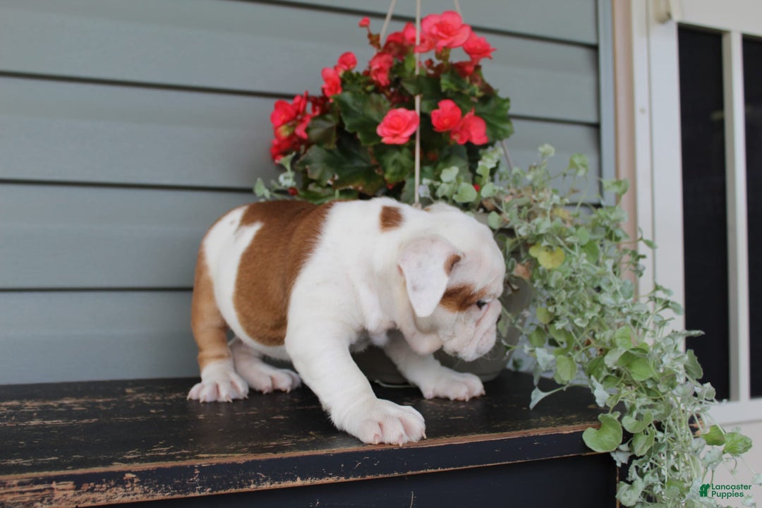 English Bulldog dogs for sale: Ruffles - Image 10
