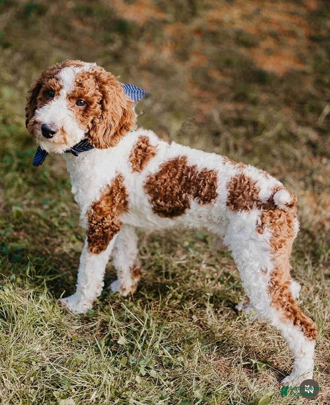 Mini Bernedoodle dogs for sale: Jewel - Image 13