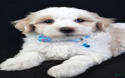 Maltipoo dogs for sale: Bruce - Image 7