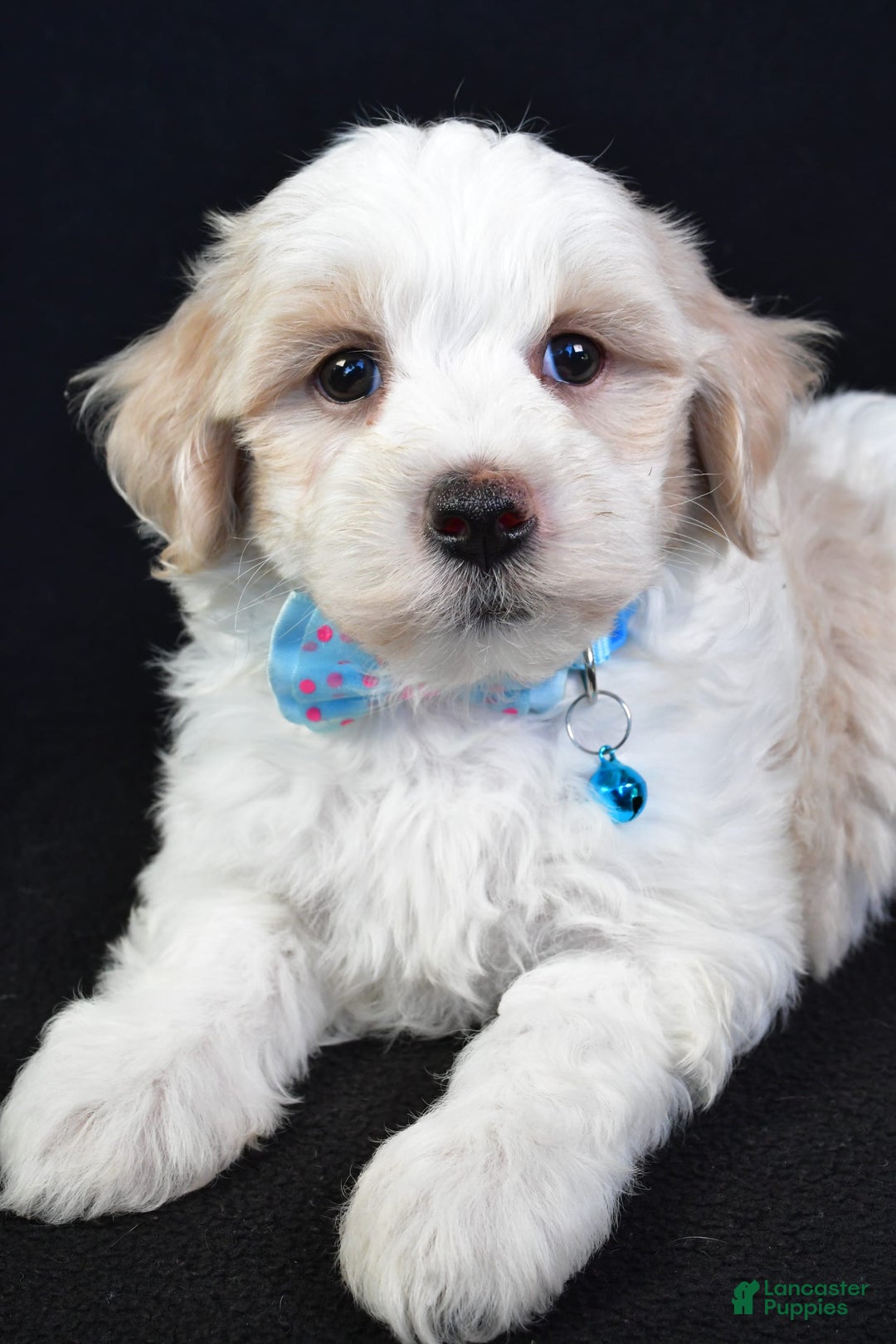Maltipoo dogs for sale: Bruce - Image 7