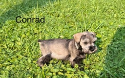 Miniature Schnauzer dogs for sale: Miniature Schnauzer 6 puppies - Image 2