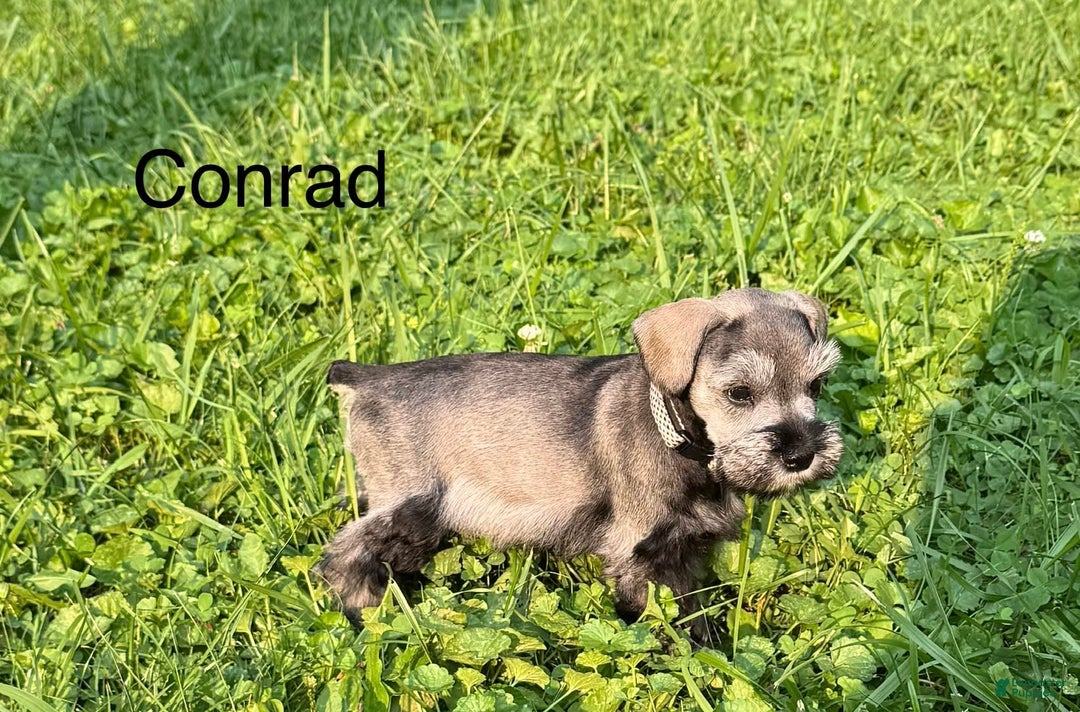 Miniature Schnauzer dogs for sale: Miniature Schnauzer 6 puppies - Image 2