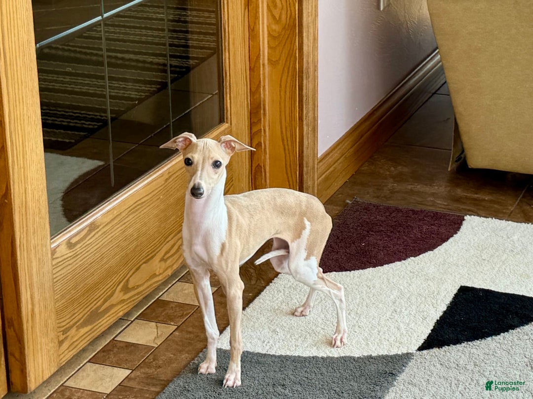 Italian Greyhound dogs for sale: Heather - Image 1