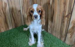 Cavapoo dogs for sale: Fiona Boy 1 - Image 14