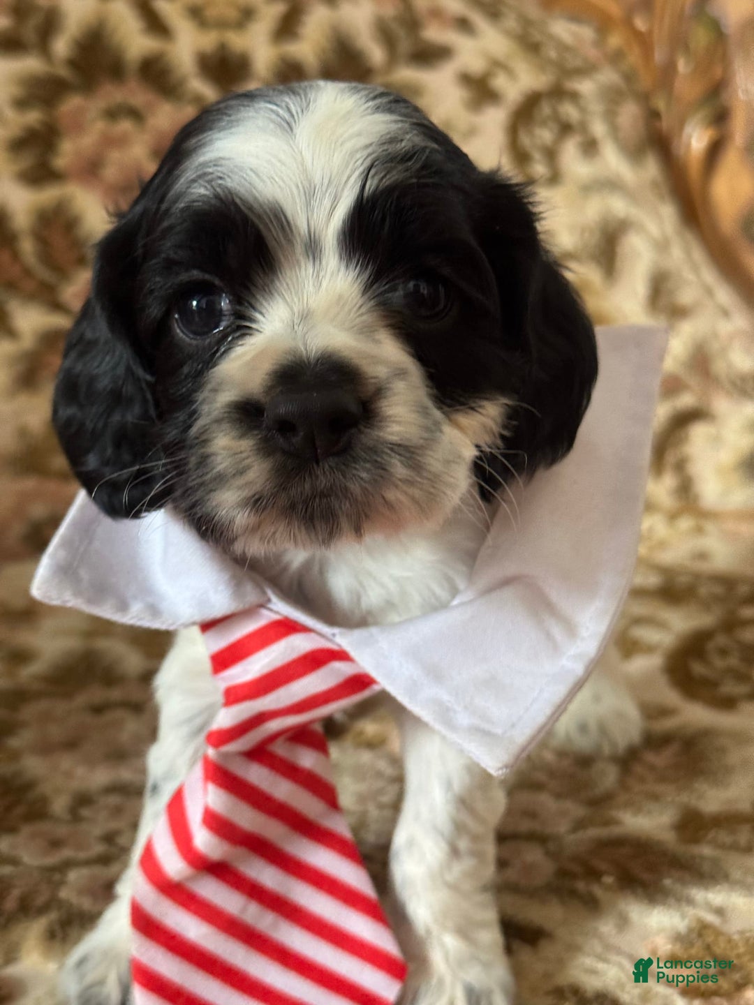 Cocker Spaniel dogs for sale: Oreo - Image 4