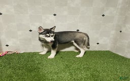 Siberian Husky dogs for sale: Laurie - Image 9